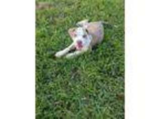American Bulldog Puppy for sale in Homestead, FL, USA