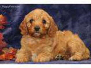 Cavapoo Puppy for sale in Christiana, PA, USA