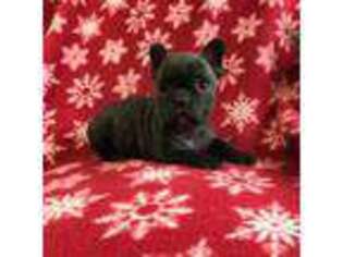 French Bulldog Puppy for sale in Malone, NY, USA
