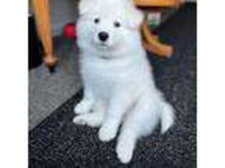 Samoyed Puppy for sale in Newberg, OR, USA
