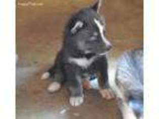 Siberian Husky Puppy for sale in Friendsville, TN, USA