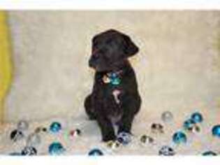 Great Dane Puppy for sale in Saint Joseph, MO, USA
