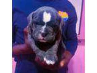 American Bulldog Puppy for sale in Meriden, CT, USA