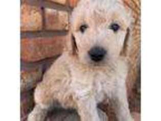 Goldendoodle Puppy for sale in Paducah, TX, USA