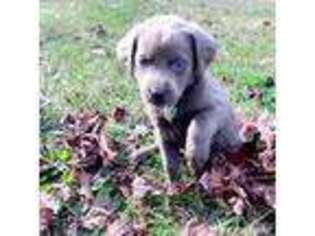 Labrador Retriever Puppy for sale in Midville, GA, USA