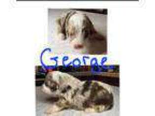 Mutt Puppy for sale in Green Sea, SC, USA