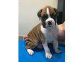 Boxer Puppy for sale in Stetsonville, WI, USA