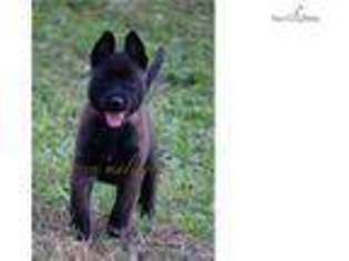 Belgian Malinois Puppy for sale in West Palm Beach, FL, USA