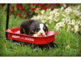 Bernese Mountain Dog Puppy for sale in Elizabethtown, PA, USA