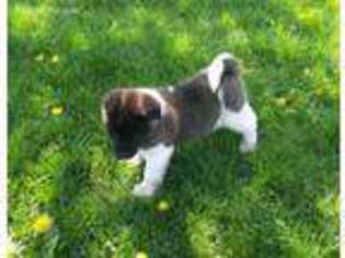 Akita Puppy for sale in Findlay, OH, USA