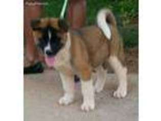 Akita Puppy for sale in Raleigh, NC, USA