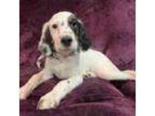 English Setter Puppy for sale in Lisbon, OH, USA