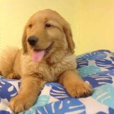 Golden Retriever Puppy for sale in Longmont, CO, USA
