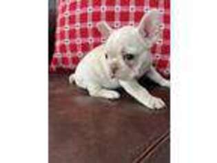 French Bulldog Puppy for sale in Newburg, MO, USA