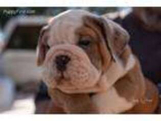 Bulldog Puppy for sale in Victoria, TX, USA