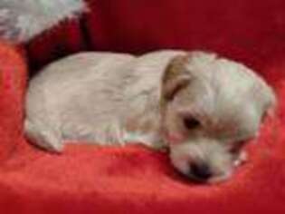 Poovanese Puppy for sale in Gig Harbor, WA, USA