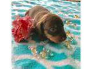 Dachshund Puppy for sale in Sarasota, FL, USA