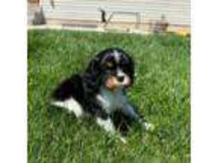 Cavalier King Charles Spaniel Puppy for sale in Honeyville, UT, USA