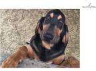 Bloodhound Puppy for sale in Fort Smith, AR, USA