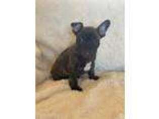 French Bulldog Puppy for sale in Spencer, IA, USA