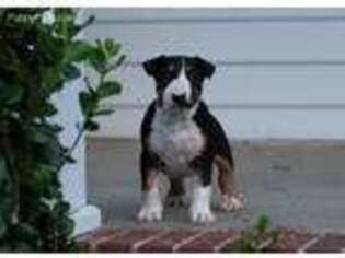 Bull Terrier Puppy for sale in Windsor, VA, USA