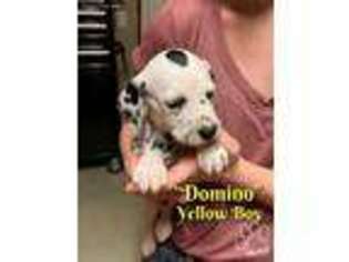 Dalmatian Puppy for sale in Hobbs, NM, USA