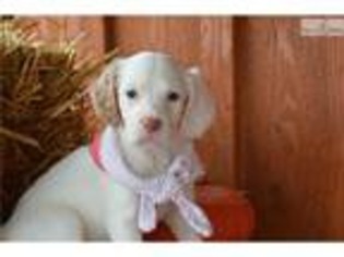 Medium Photo #1 English Setter Puppy For Sale in Youngstown, OH, USA