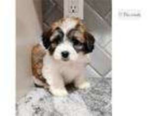 Havanese Puppy for sale in Kansas City, MO, USA