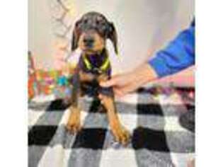 Doberman Pinscher Puppy for sale in Paducah, KY, USA