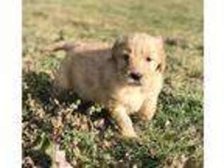 Goldendoodle Puppy for sale in Mount Pleasant, SC, USA