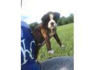 Boxer Puppy for sale in Mount Vernon, MO, USA