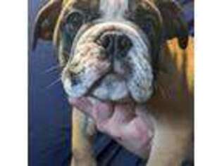 Bulldog Puppy for sale in Salem, OH, USA