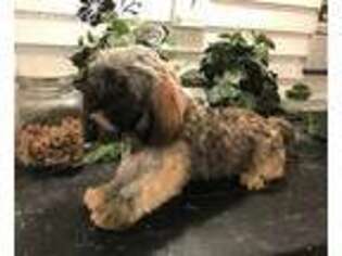 Lhasa Apso Puppy for sale in Taylor Ridge, IL, USA