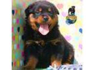 Rottweiler Puppy for sale in Uniontown, AL, USA