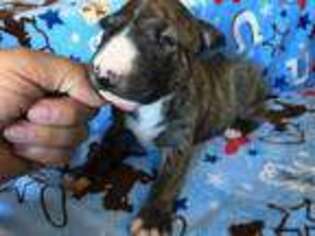Bull Terrier Puppy for sale in Queen Creek, AZ, USA