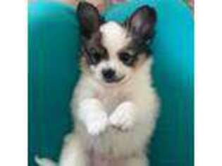 Papillon Puppy for sale in Danville, KY, USA