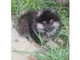 Pomeranian Puppy for sale in Little Rock, AR, USA