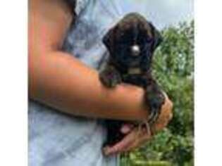 Boxer Puppy for sale in Owensboro, KY, USA