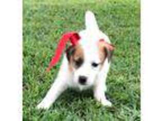 Jack Russell Terrier Puppy for sale in Tulsa, OK, USA