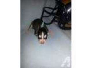 Siberian Husky Puppy for sale in ASH GROVE, MO, USA