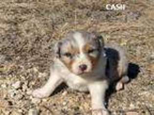 Australian Shepherd Puppy for sale in Hillsboro, TX, USA