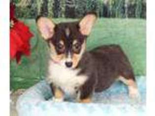 Pembroke Welsh Corgi Puppy for sale in Penns Creek, PA, USA