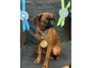 Brussels Griffon Puppy for sale in Milwaukee, WI, USA