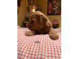 Labradoodle Puppy for sale in Morristown, TN, USA