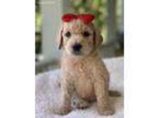 Goldendoodle Puppy for sale in Atkins, AR, USA