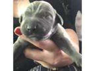 Great Dane Puppy for sale in Ypsilanti, MI, USA