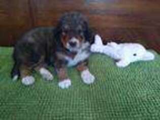 Mutt Puppy for sale in Gwinn, MI, USA