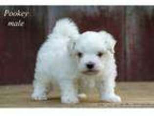 Maltese Puppy for sale in Clare, MI, USA