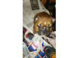 Bulldog Puppy for sale in Mohawk, TN, USA