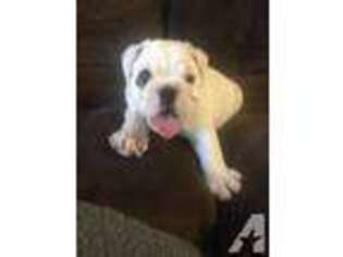 Bulldog Puppy for sale in FAYETTEVILLE, NC, USA